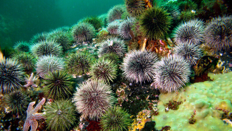 9 Sea Urchin Facts