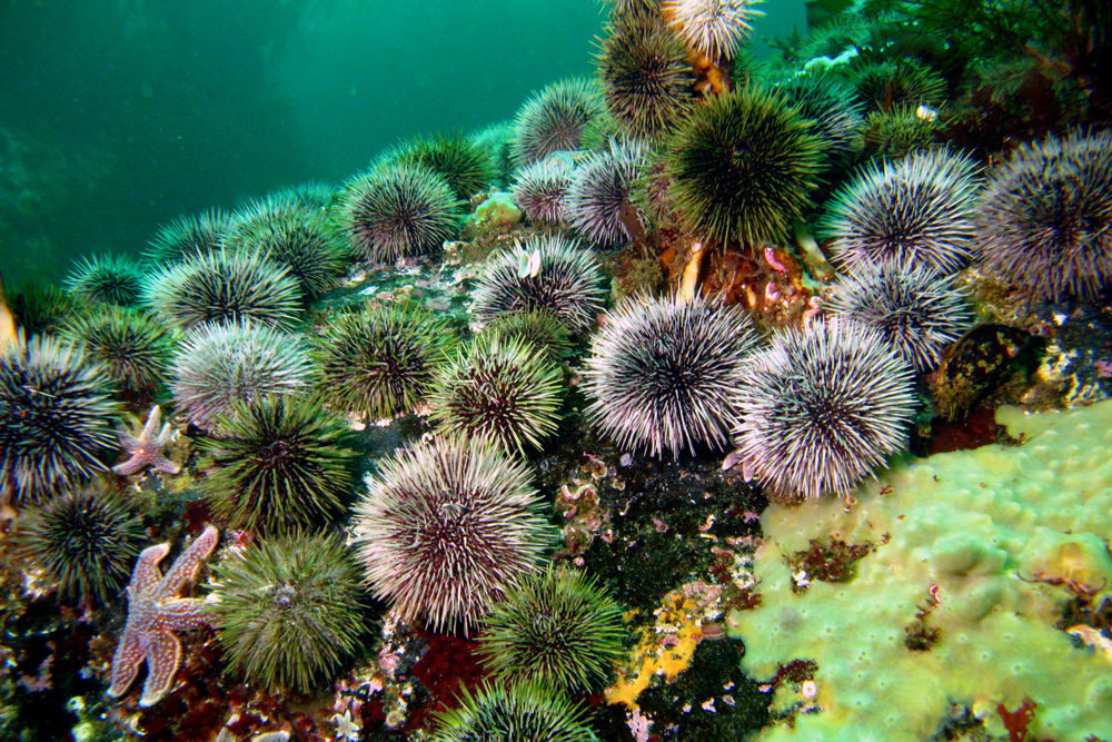 Fact about Sea Urchin Reproduction