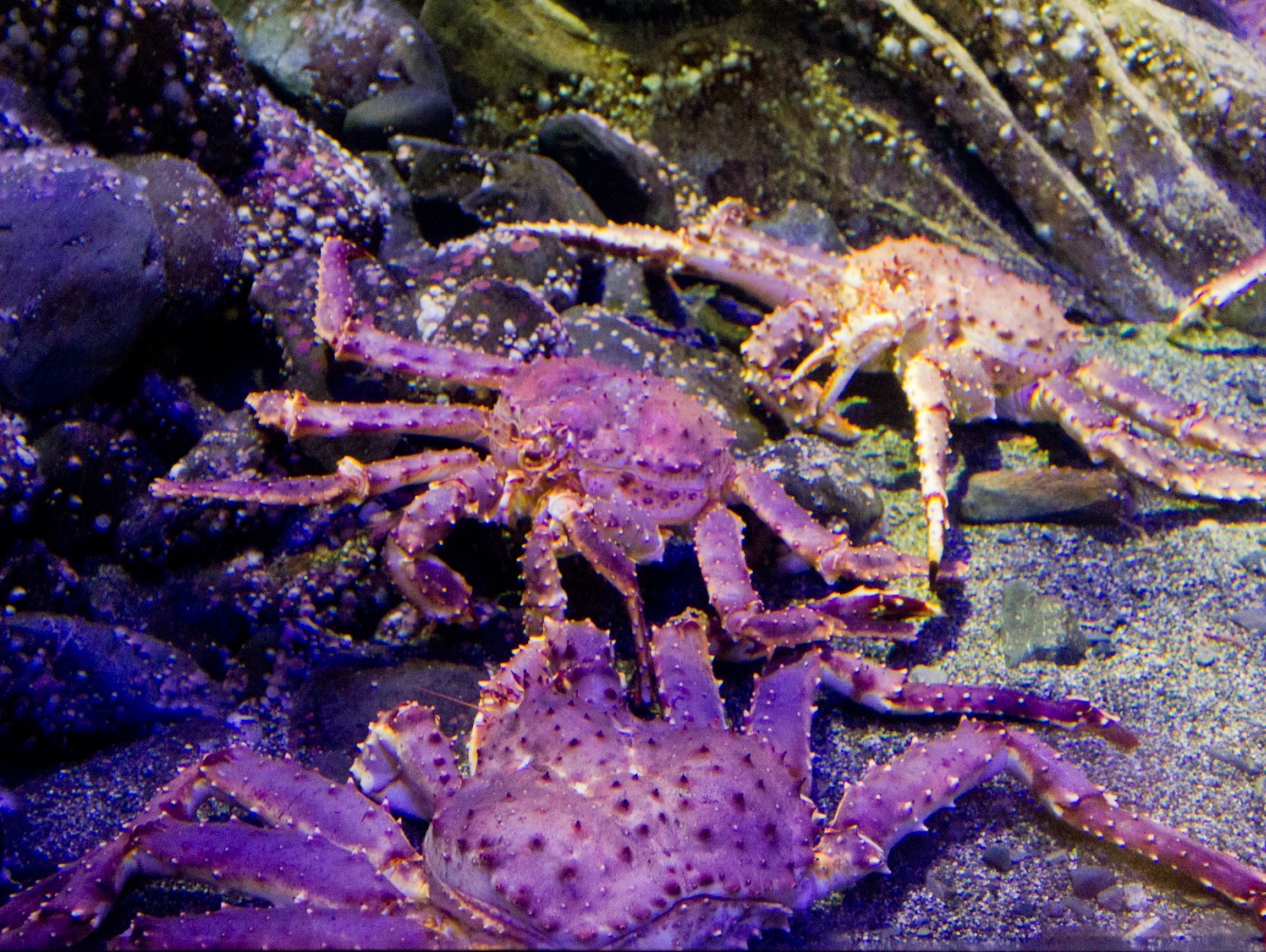 The red king crab has a couple of other names as well