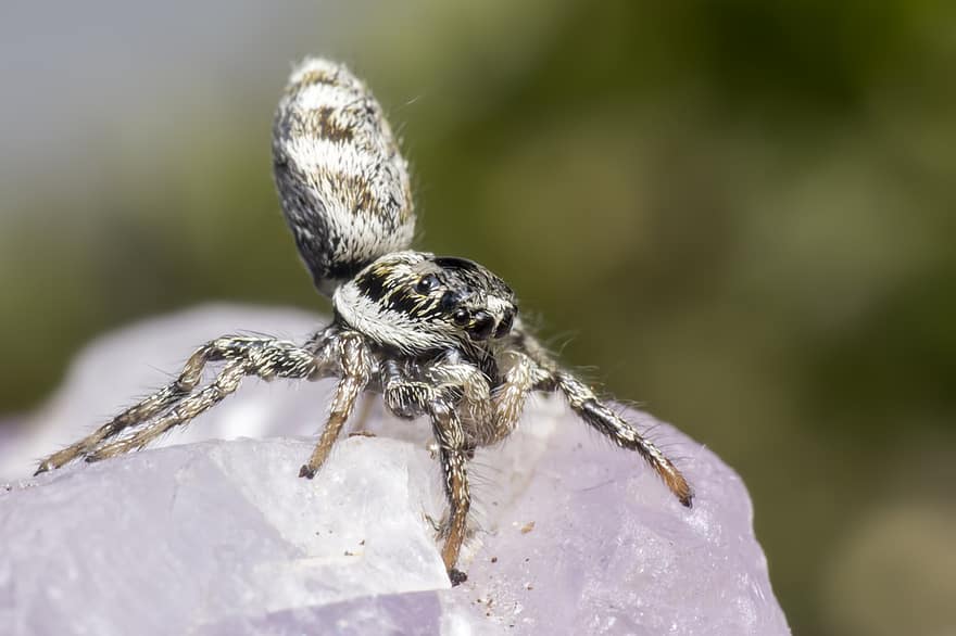 How big are zebra spiders?