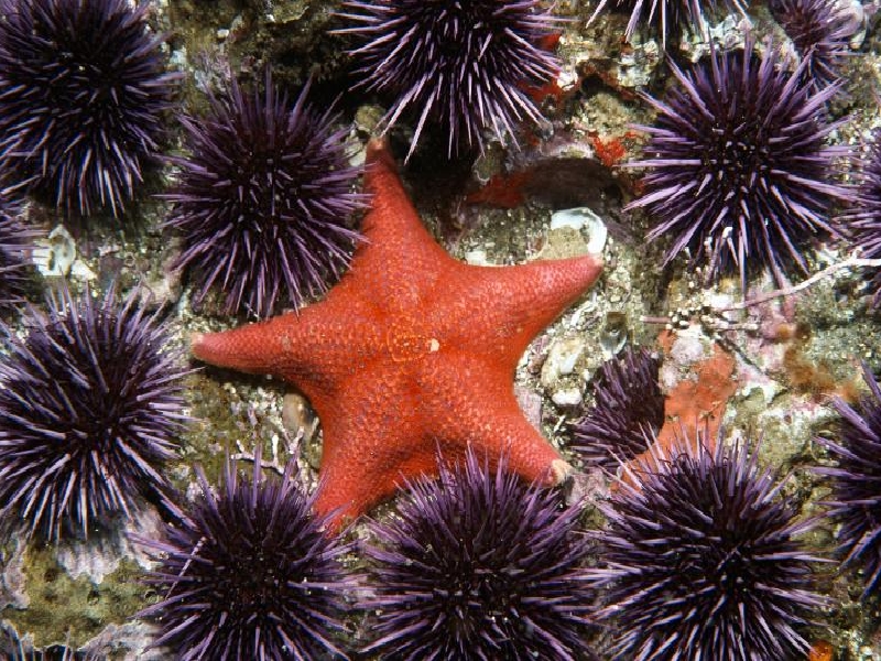 Facts about Sea Urchin Adaptation & Safety Measures