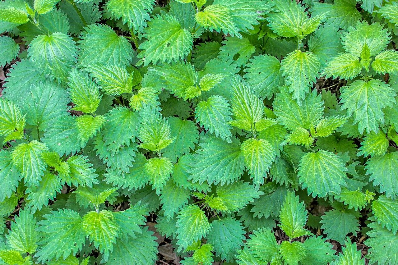 Stinging nettle