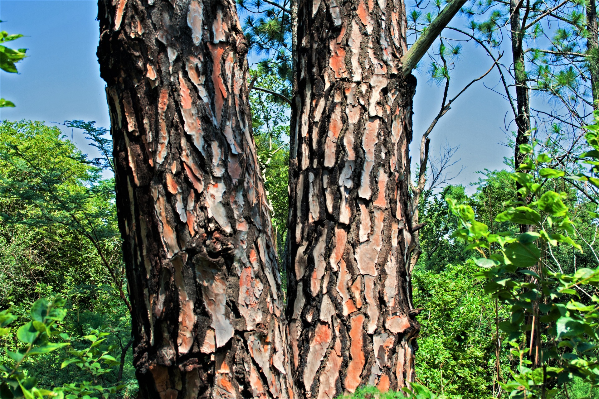 Tree bark