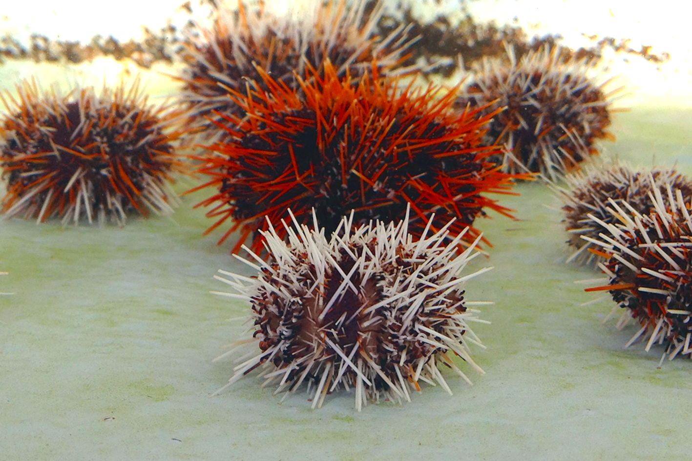 Facts about Sea Urchin Adaptation & Safety Measures