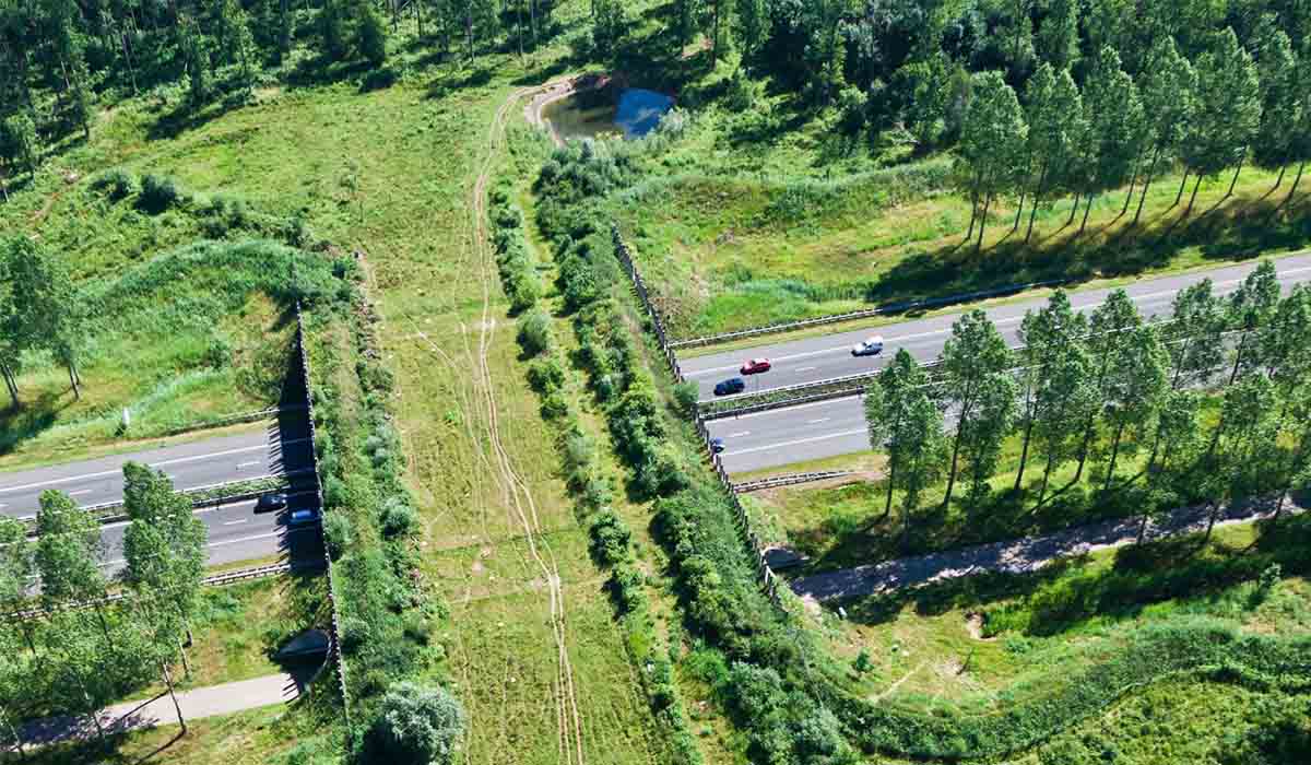 Animal Bridge, North Brabant Province, The Netherlands