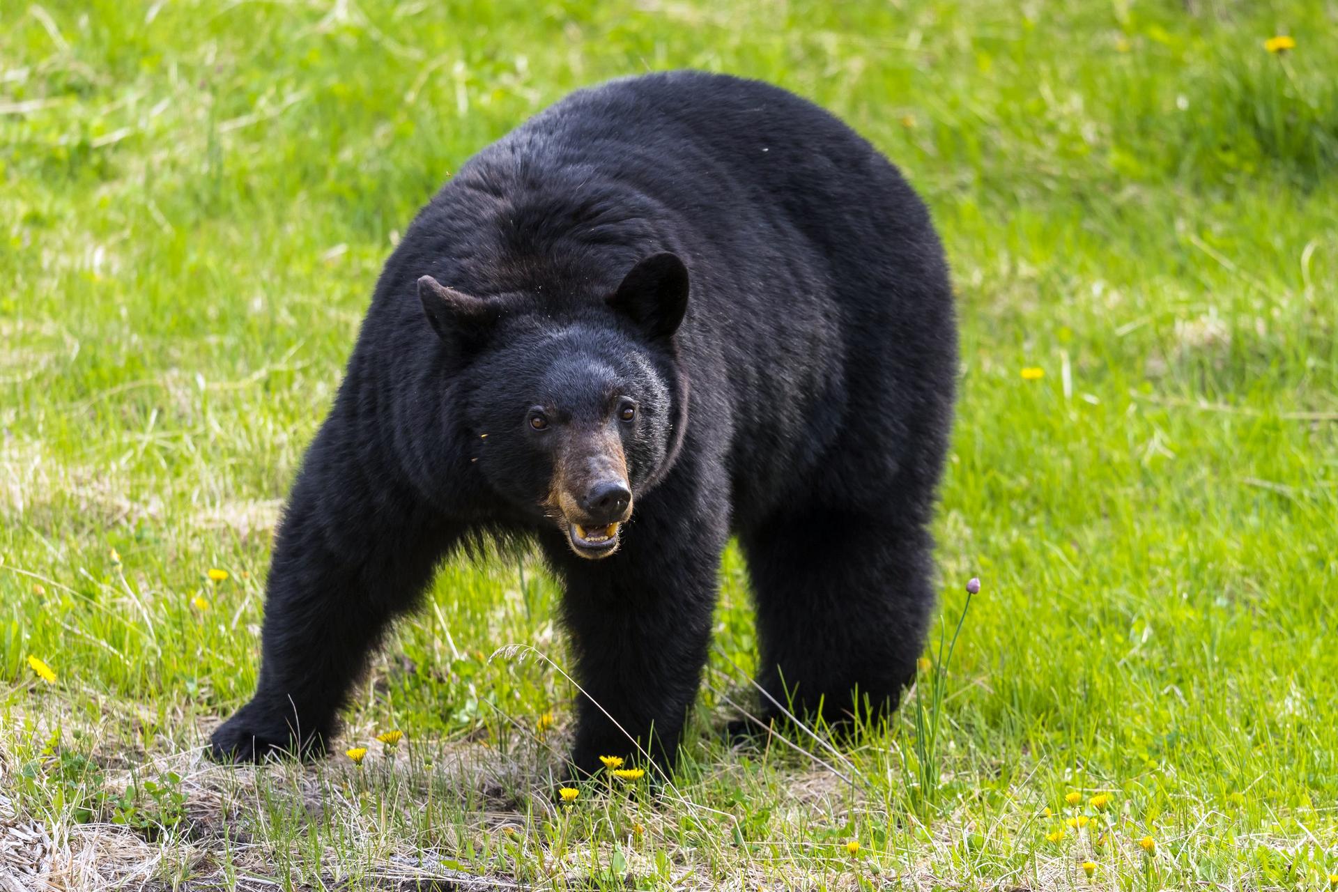 American Black Bear